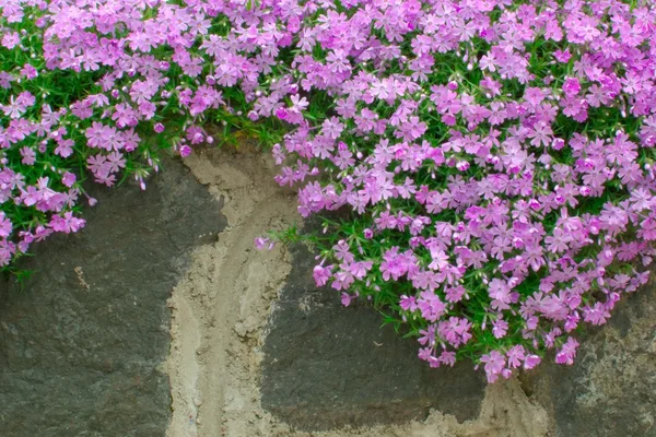 Blumen auf den Gartenmauern aus grobem Stein — Stockfoto