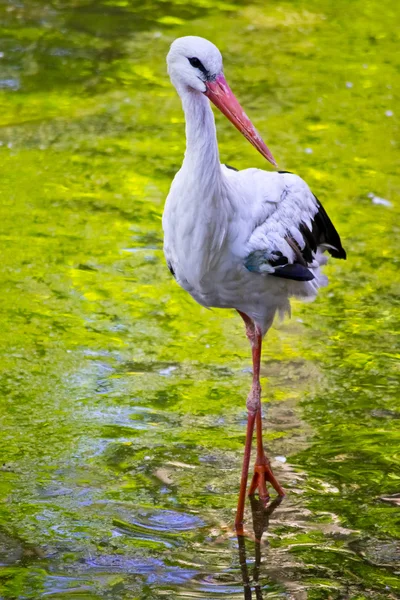 stock image A stork in its natural habitat