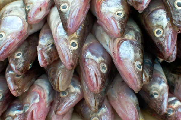 1 種類の魚のヒープ異なる概念であります。 — ストック写真