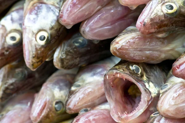 1 種類の魚のヒープ異なる概念であります。 — ストック写真