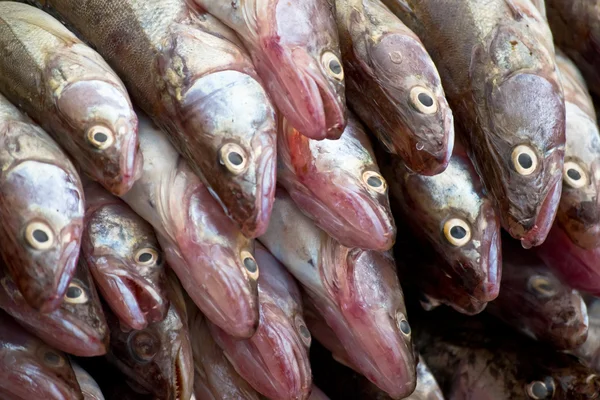 Haldy ryb, jeden z druhu být jiný koncept — Stock fotografie