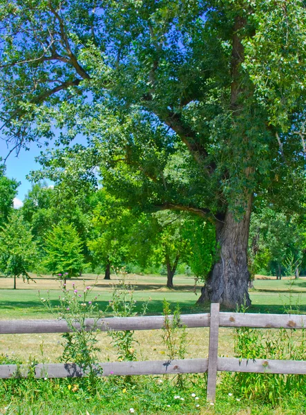 Старий дерев'яний паркан в селі з садом позаду — стокове фото