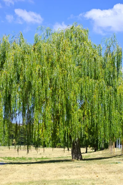 stock image Willow tree in the park