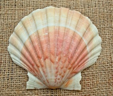 tan Radyal seashell