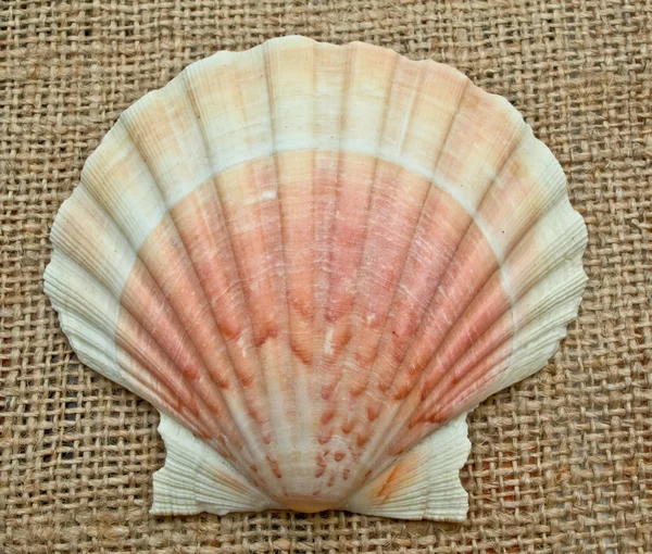 Tan Radyal seashell — Stok fotoğraf