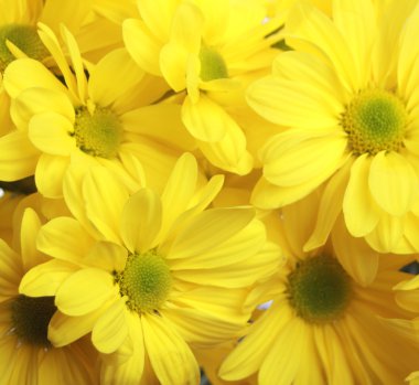 arka plan sarı çiçek