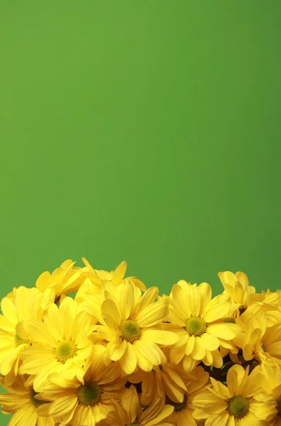 Bonitas flores amarillas — Foto de Stock