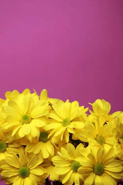 Lovely yellow flowers — Stock Photo, Image