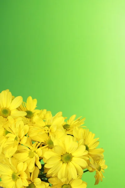 Flores giras — Fotografia de Stock