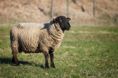 Suffolk black-faced sheep grazing on a meadow