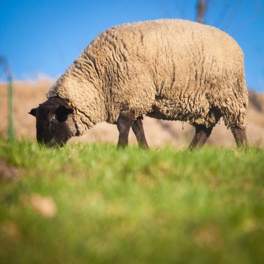 Suffolk black-faced sheep grazing on a meadow