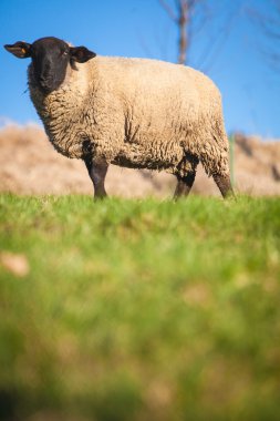 Suffolk black-faced sheep grazing on a meadow