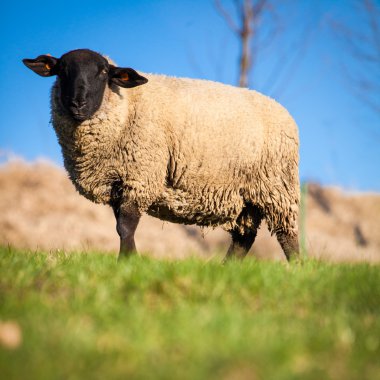 Suffolk black-faced sheep grazing on a meadow