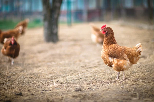 Penutup induk ayam di sebuah peternakan. — Stok Foto