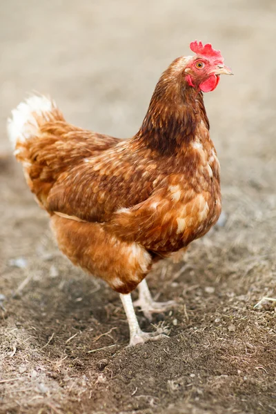 Κινηματογράφηση σε πρώτο πλάνο του μια κότα σε ένα αγροκτήματος — Φωτογραφία Αρχείου