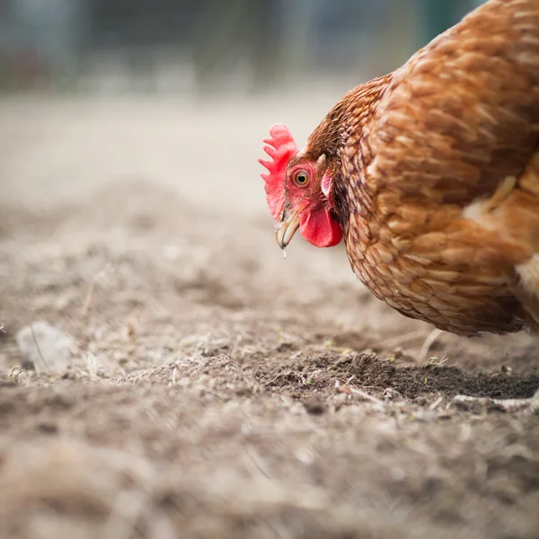 Fecho de uma galinha em um quintal — Fotografia de Stock