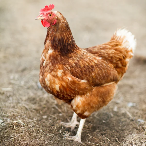 Κινηματογράφηση σε πρώτο πλάνο του μια κότα σε ένα αγροκτήματος — Φωτογραφία Αρχείου