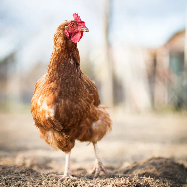 Крупный план курицы на ферме — стоковое фото