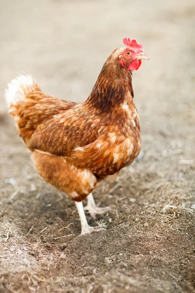 Крупним планом курча на фермерському дворі — стокове фото