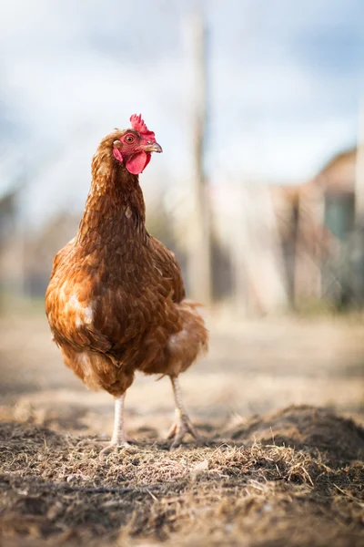 Tatlı bir çiftlik içinde tavuk — Stok fotoğraf
