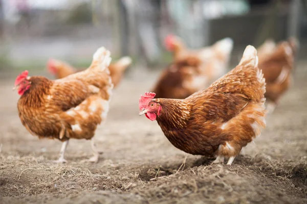 Крупним планом курча на фермерському дворі — стокове фото
