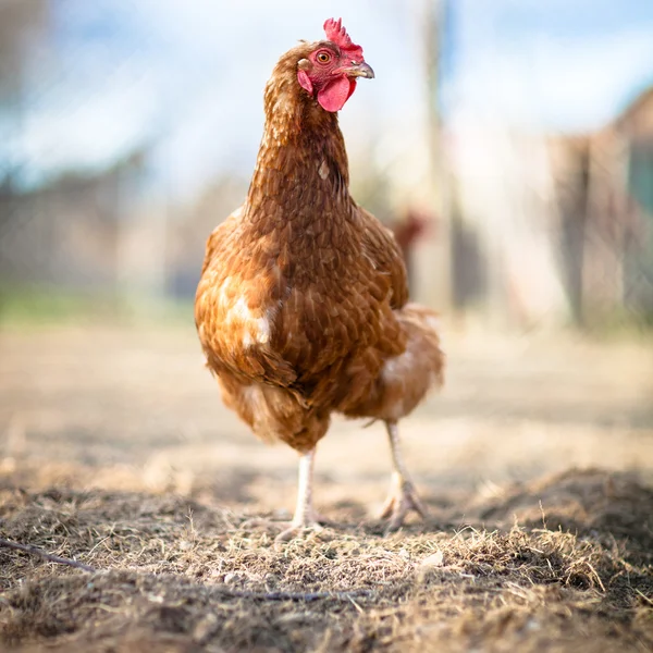 農場で鶏のクローズ アップ — ストック写真