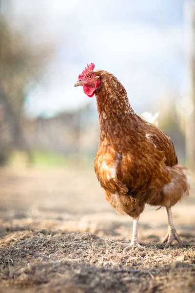Penutup induk ayam di sebuah peternakan. — Stok Foto