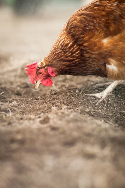 Fecho de uma galinha em um quintal — Fotografia de Stock