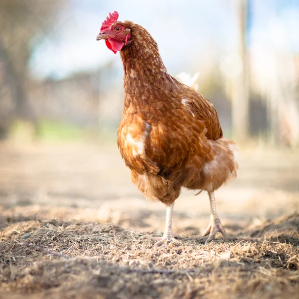 Închiderea unei găini într-o fermă — Fotografie, imagine de stoc