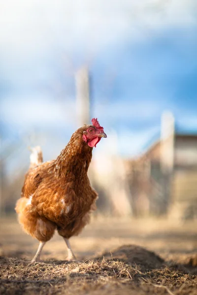Gros plan d'une poule dans une cour de ferme — Photo