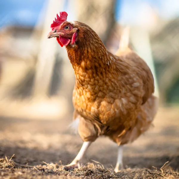 Tatlı bir çiftlik içinde tavuk — Stok fotoğraf