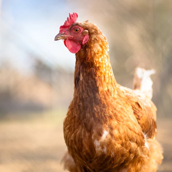 Zbliżenie kura w podwórzu — Zdjęcie stockowe