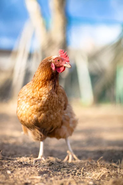 Gros plan d'une poule dans une cour de ferme — Photo