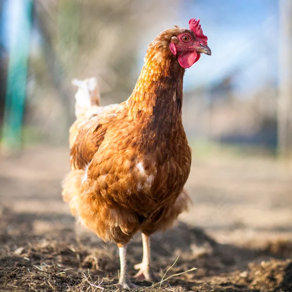 Closeup of a hen in a farmyard — Stock Photo, Image