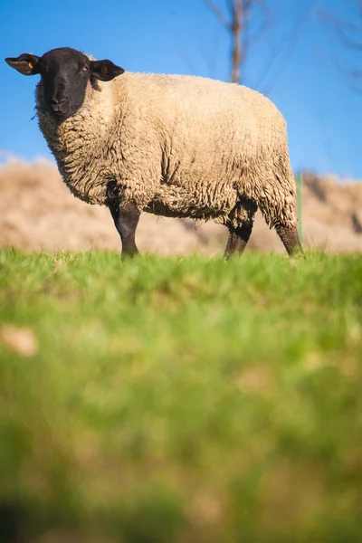 Suffolk black-faced sheep grazing on a meadow — Stok fotoğraf
