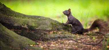 Closeup of a red squirrel (Sciurus vulgaris) clipart