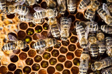 Macro shot of bees swarming on a honeycomb clipart