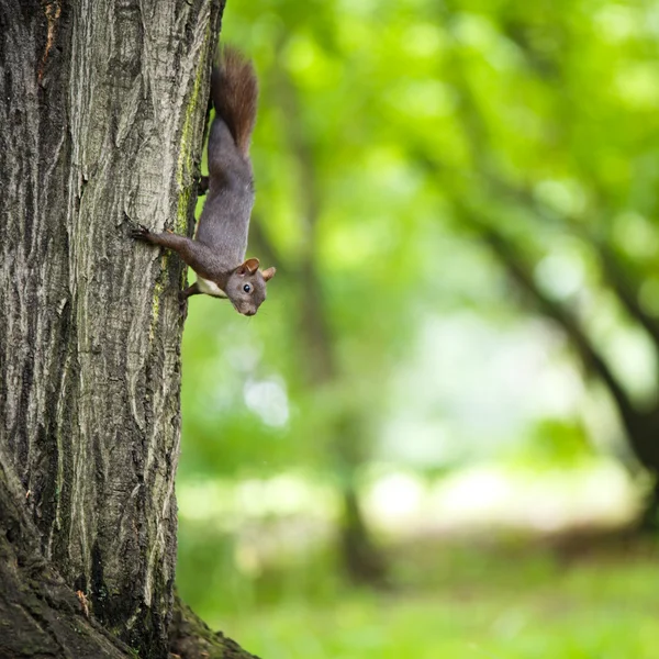 Fechar de um esquilo vermelho (Sciurus vulgaris ) — Fotografia de Stock