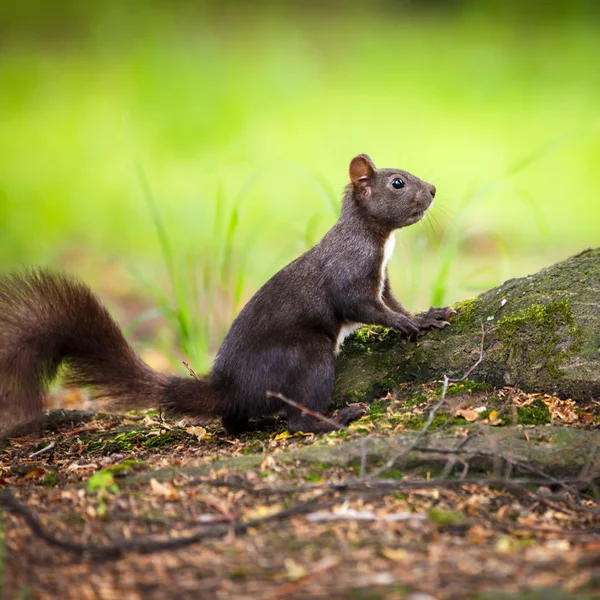Nahaufnahme eines roten Eichhörnchens (sciurus vulgaris)) — Stockfoto