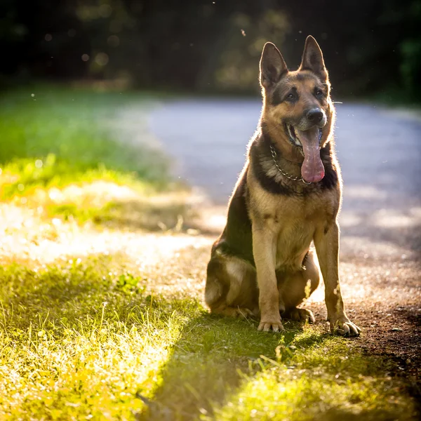 Krásný německý ovčák pes (německý ovčák) venku, v teplých eveni — Stock fotografie