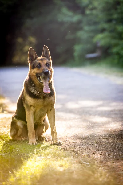 Beau chien de berger allemand (alsacien) en plein air, en eveni chaud — Photo