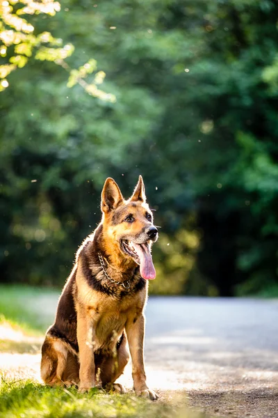 Piękny Owczarek niemiecki pies (Wilczur) na świeżym powietrzu, w ciepłym hotelowe — Zdjęcie stockowe