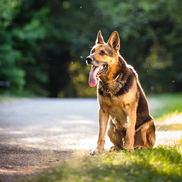 Beau chien de berger allemand (alsacien) en plein air, en eveni chaud — Photo