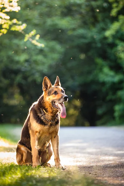 Hermoso perro pastor alemán (alsaciano) al aire libre, en eveni cálido — Foto de Stock
