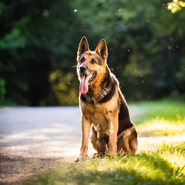 Σε εξωτερικούς χώρους όμορφη Γερμανικός Ποιμενικός Σκύλος (αλσατικά), με ζεστή eveni — Φωτογραφία Αρχείου