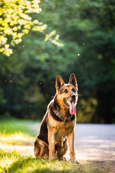 Schöner deutscher Schäferhund (elsässisch) im Freien, im warmen eveni — Stockfoto