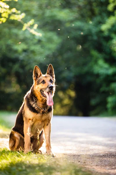 Hermoso perro pastor alemán (alsaciano) al aire libre, en eveni cálido — Foto de Stock