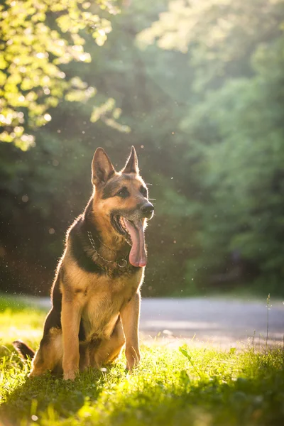 Cão pastor alemão bonito (alsaciano) ao ar livre, em eveni quente — Fotografia de Stock