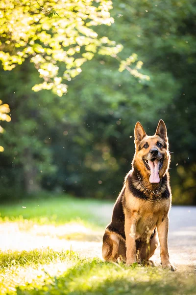 Gyönyörű német juhász kutya (elzászi) szabadban, meleg eveni — Stock Fotó