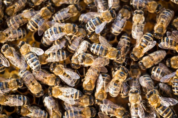 Macro disparo de abejas pululando en un panal —  Fotos de Stock